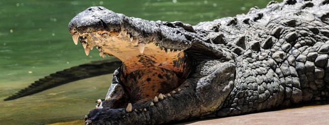 Recém-aberto nos Emirados Árabes Unidos, o Dubai Crocodile Park reúne 250 crocodilos-do-nilo, um dos principais predadores da África  — Foto: Giuseppe Cacace / AFP