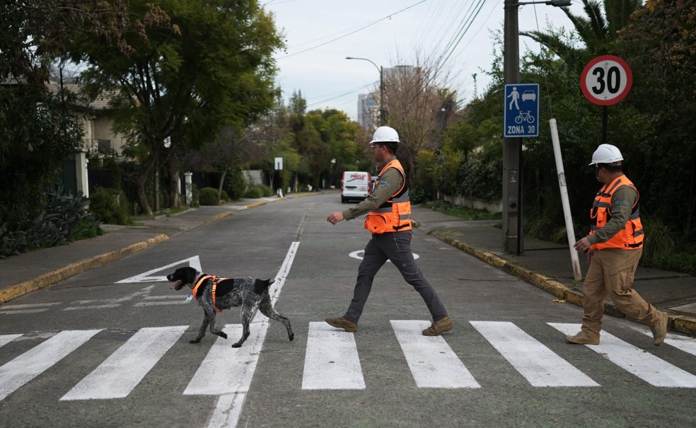 Conheça Suki, a cadela capaz de detectar vazamentos de água subterrânea no Chile; veja vídeo — Foto: RODRIGO ARANGUA/AFP