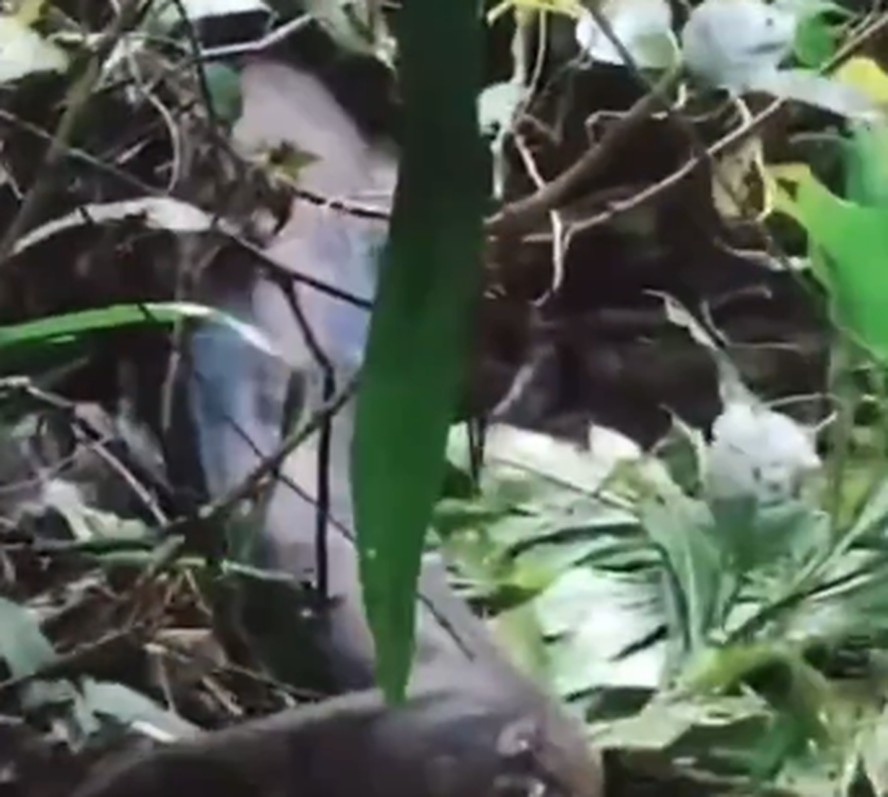 Mulher foi engolida por cobra na Indonésia