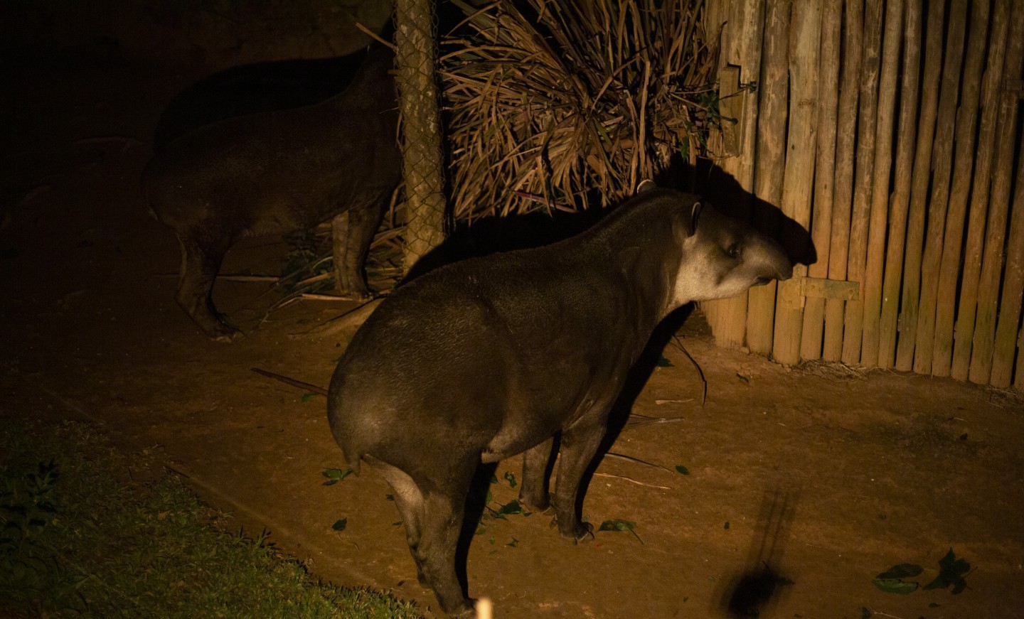 Visita noturna ao Zoológico de São Paulo — Foto: Maria Isabel Oliveira