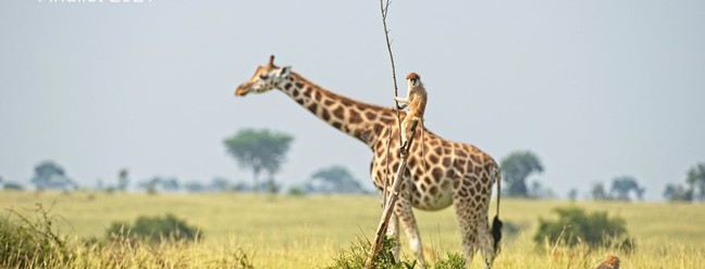 Registro do fotógrafo Dirk-Jan Steehouwer dá a impressão de um macaco sobre uma girafa.Dirk-Jan Steehouwer / Comedy Wildlife Photography Awards 2021