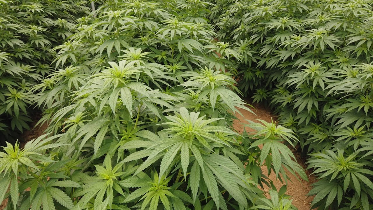 Cultivo de cannabis na Colômbia coloca país na ponta de lança do segmento na América Latina — Foto: Divulgação