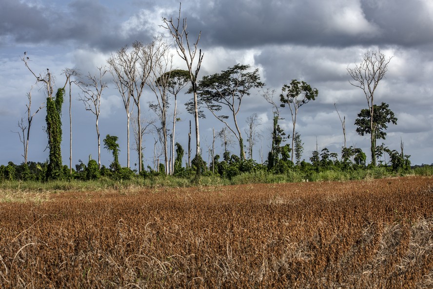 Floresta degrada no Pará: apesar de nunca ter sido desmatada, ela se encontra completamente diferente, em termos de estrutura, biodiversidade e microclima