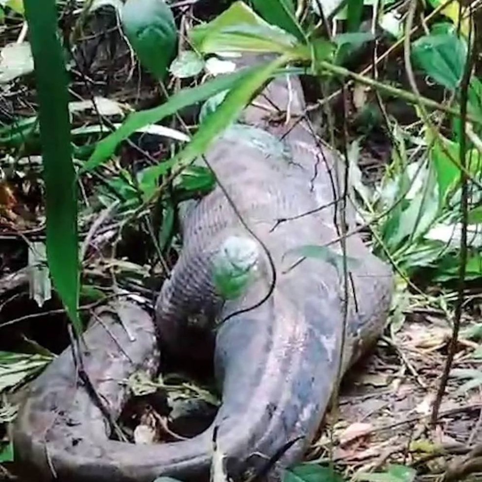 Mulher é morta ao ser engolida por píton de cinco metros na Indonésia — Foto: Reprodução/redes sociais