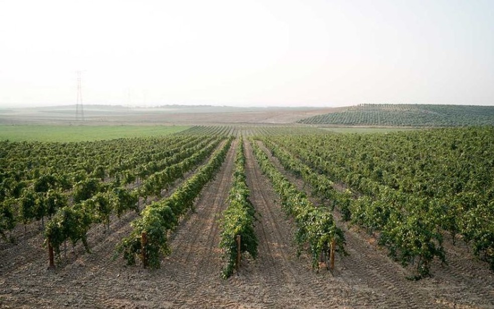 Os vinhedos da Matarromera na Ribera del Duero — Foto: Divulgação