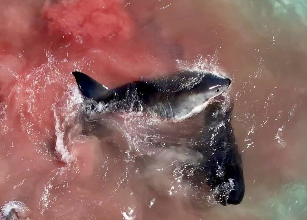 Vídeo mostra momento em que tubarão-branco se alimenta de baleia-piloto na Austrália; assista — Foto: Reprodução