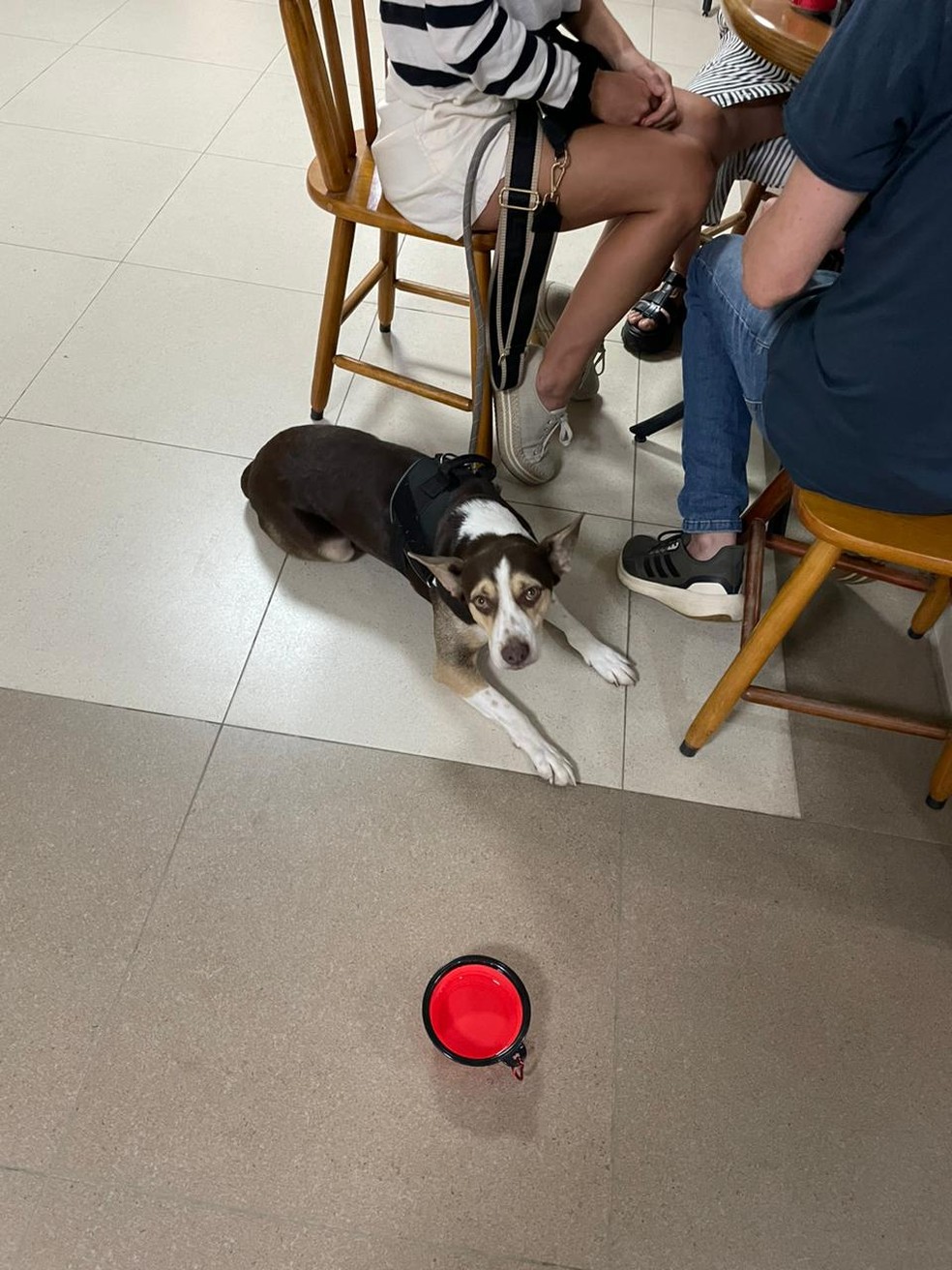 O cachorro Tronko participou do velório de Florencia — Foto: Madson Gama/Agência O Globo