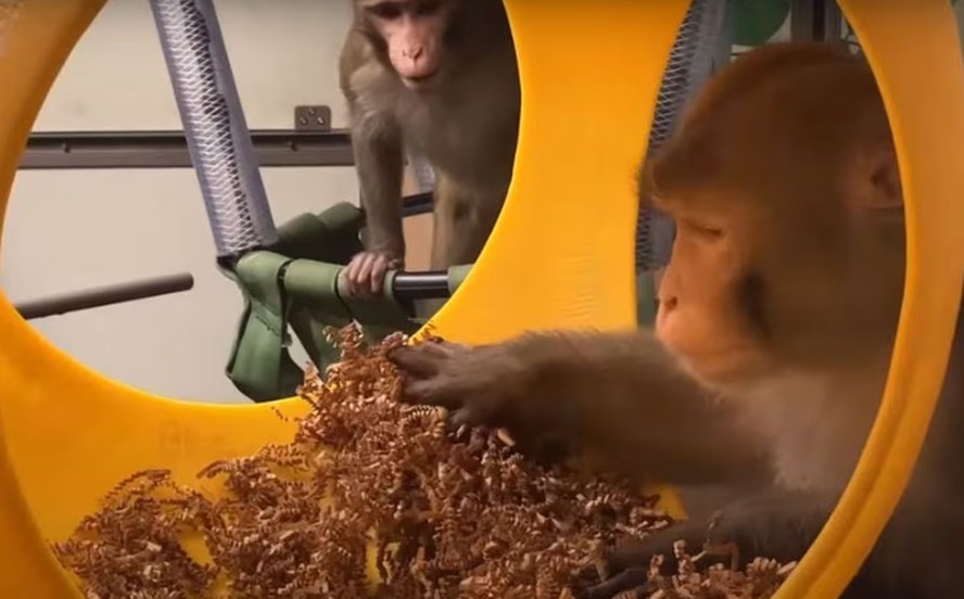 Dois macacos nos estudos do projeto PRIME, da Neuralink