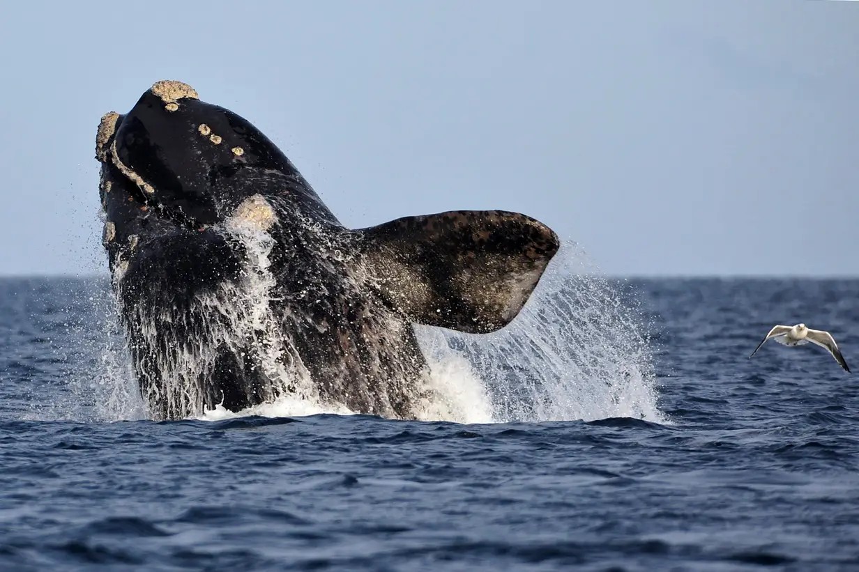 Ave ao lado de baleia que tenta fugir de ataque — Foto: La Nacion