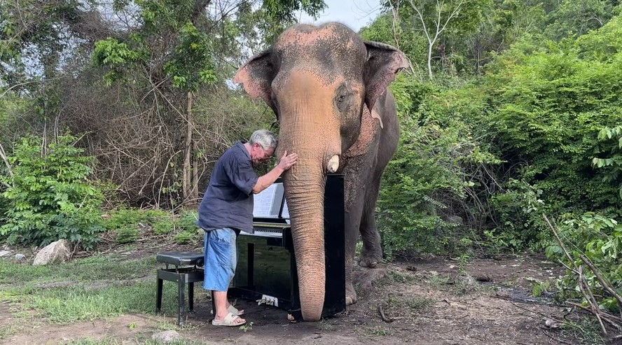 Paul Barton toca piano para elefantes há 13 anos