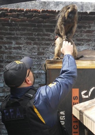 A Polícia argentina resgatou 34 primatas de traficantes internacionais de animais — Foto: Divulgação Interpol