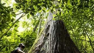 O pesquisador Gabrielo Sales observa exemplar de cedro, nas Paineiras.  — Foto: Márcia Foletto