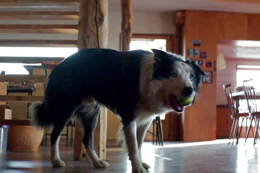O cão Messi em cena no longa 'Anatomia de uma queda', indicado a cinco categorias no Oscar, incluindo 'Melhor filme'