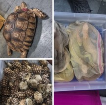 No aeroporto indiano de Chennai 1.204 répteis, entre tartarugas, lagartos e cobras, foram encontrados pelas autoridades; vindos da Malásia eles estavam declarados como peixes ornamentais — Foto: Divulgação Interpol