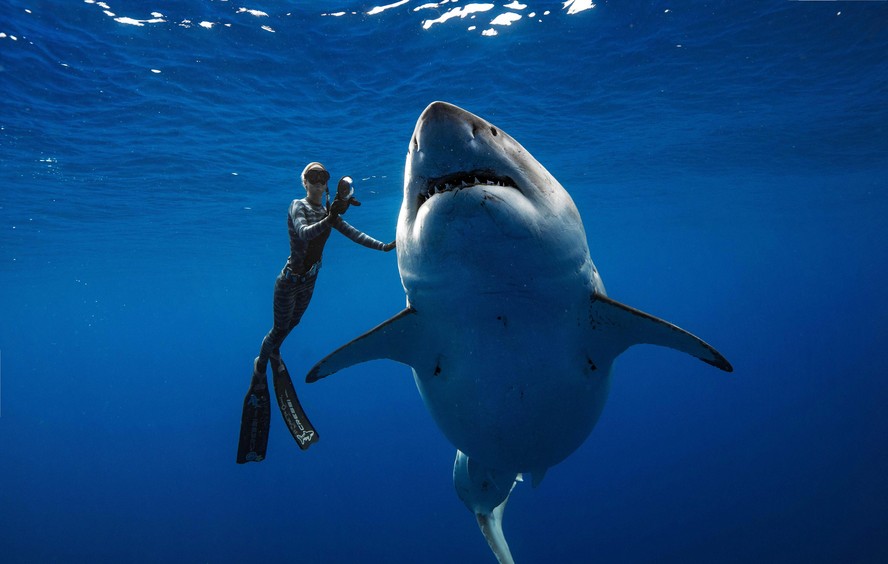 Mergulhador nada ao lado de grande tubarão-branco