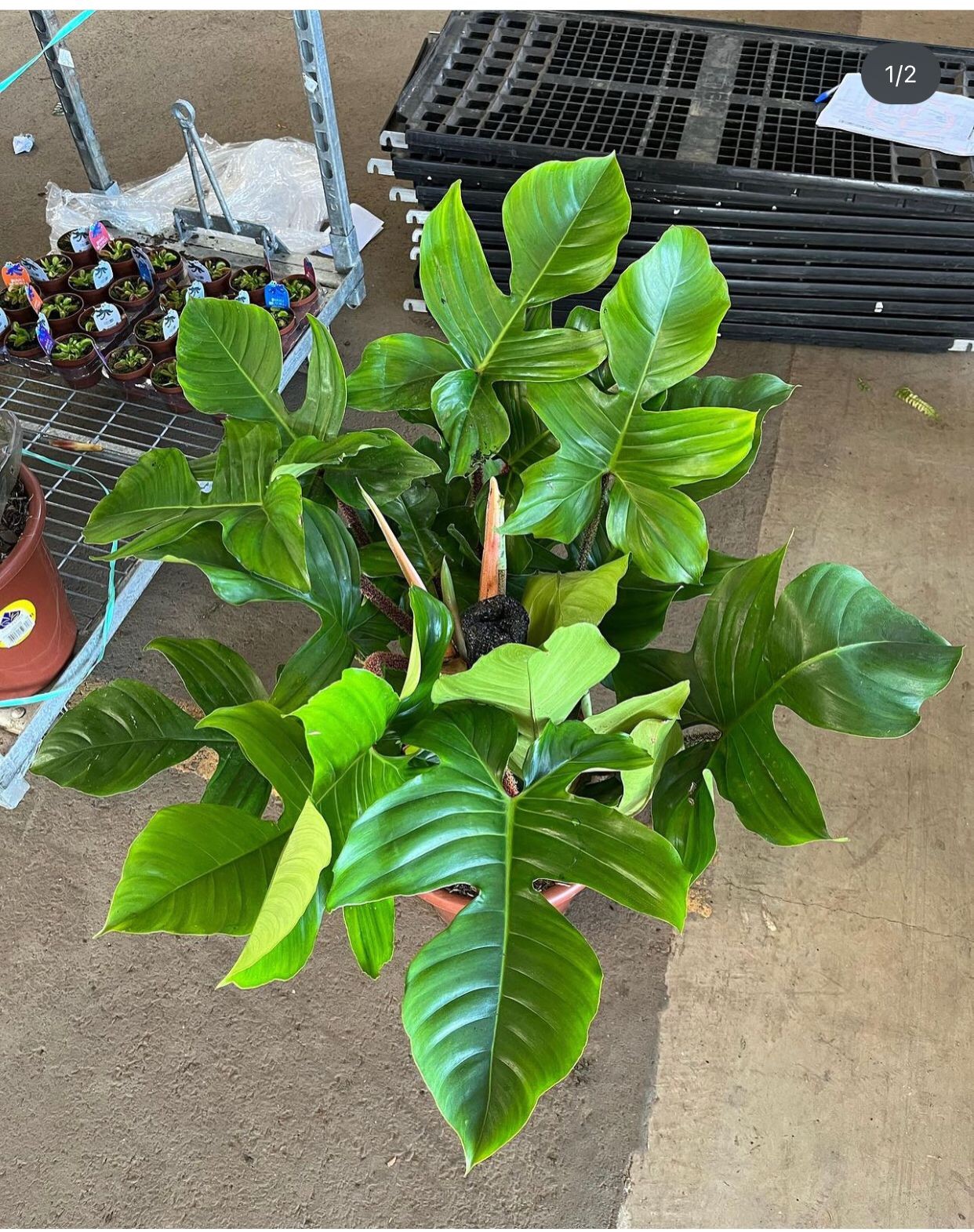 O Philodendron squamipherum sai por R$ 169,90 — Foto: Divulgação