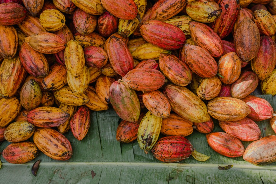 Cacau é uma vocação do Pará