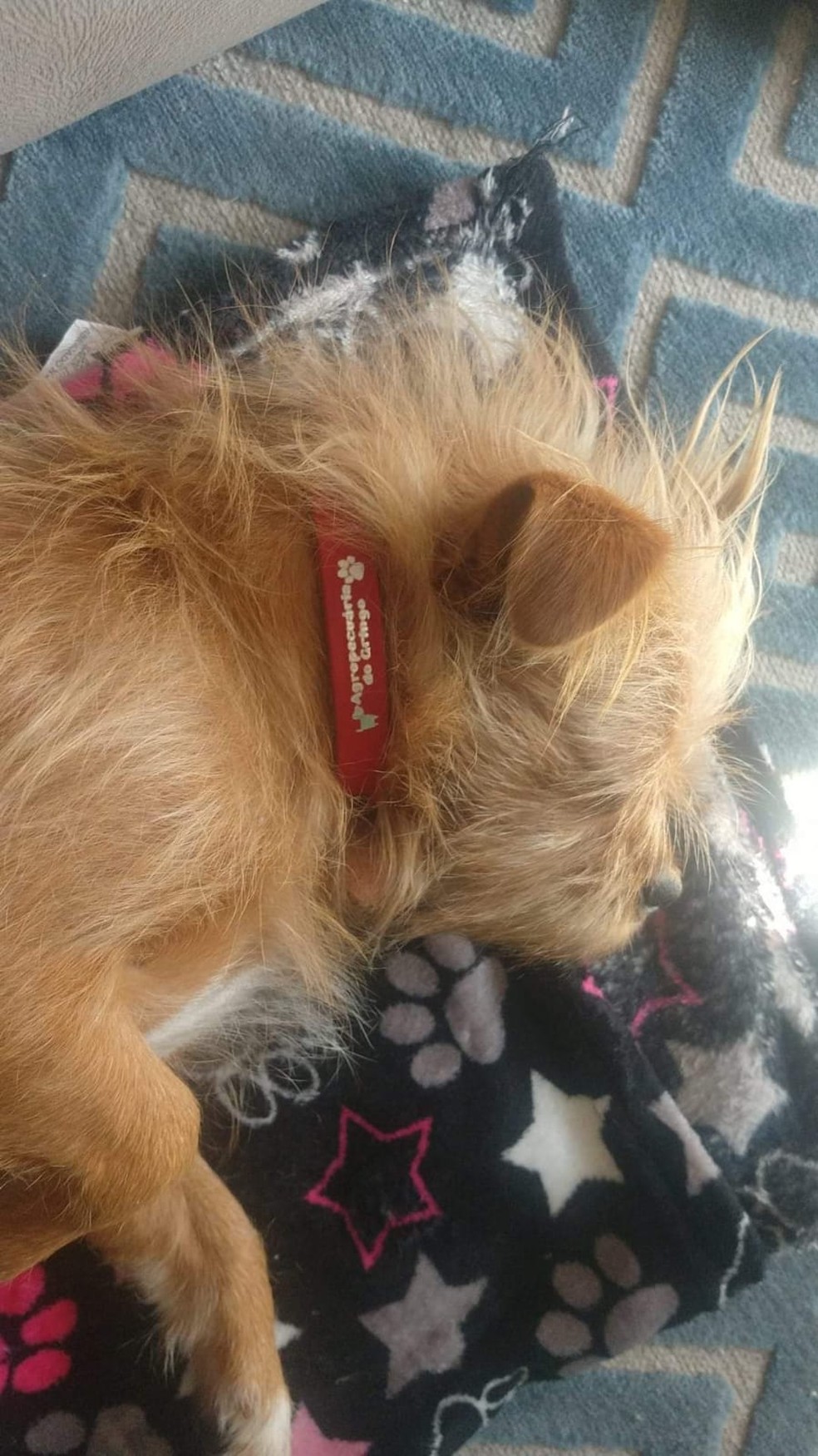 O cão usa uma coleira vermelha — Foto: Arquivo Pessoal