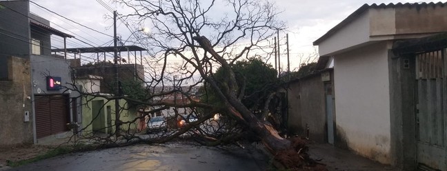 Tempestade derruba árvore no bairro Estrela Dalva, em Belo Horizonte — Foto: Alex Araújo/g1