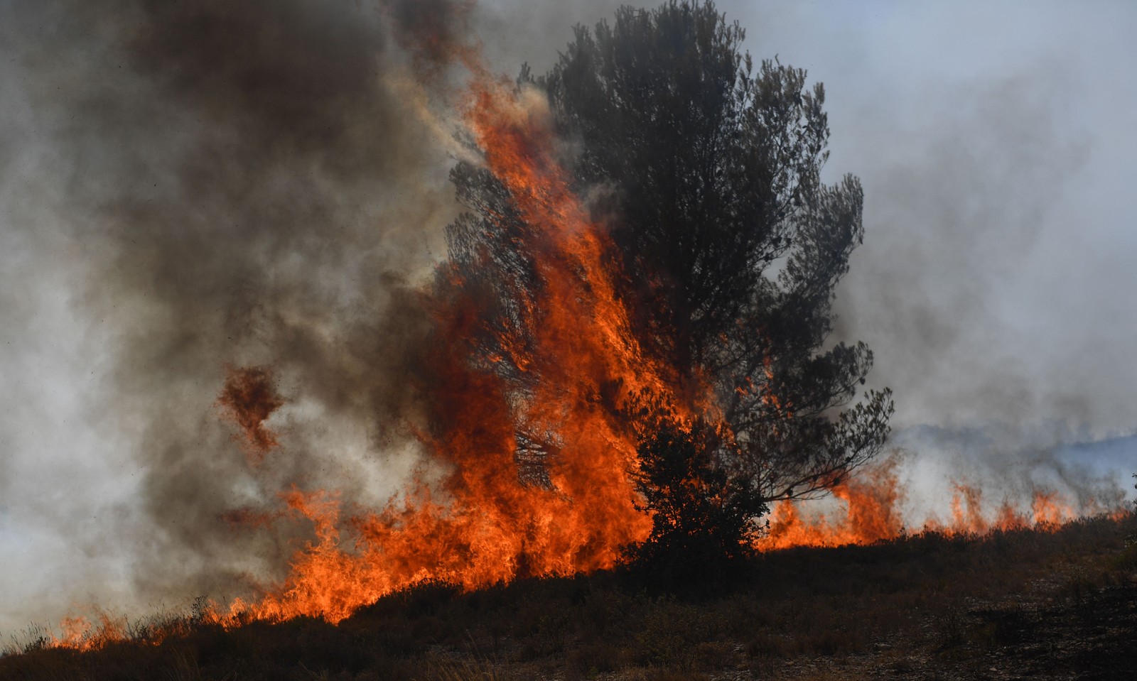 Chamas avançam sobre árvore em Tarascon, sudeste da França — Foto: CLEMENT MAHOUDEAU / AFP