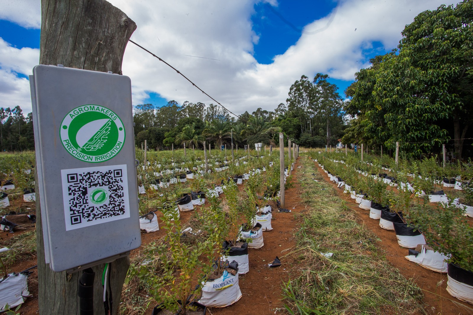 Plantação de mirtilo, em Piracicaba, com irrigação de alta precisão.  — Foto: Edilson Dantas / Agência O Globo