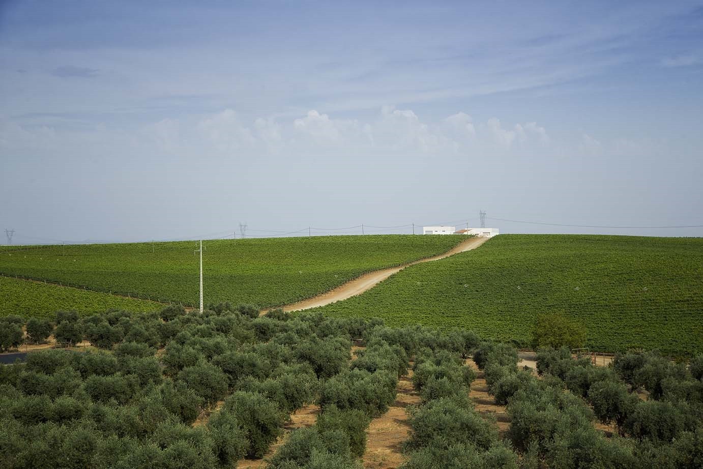 Herdade da Lisboa: vinhedos e olivais — Foto: Divulgação