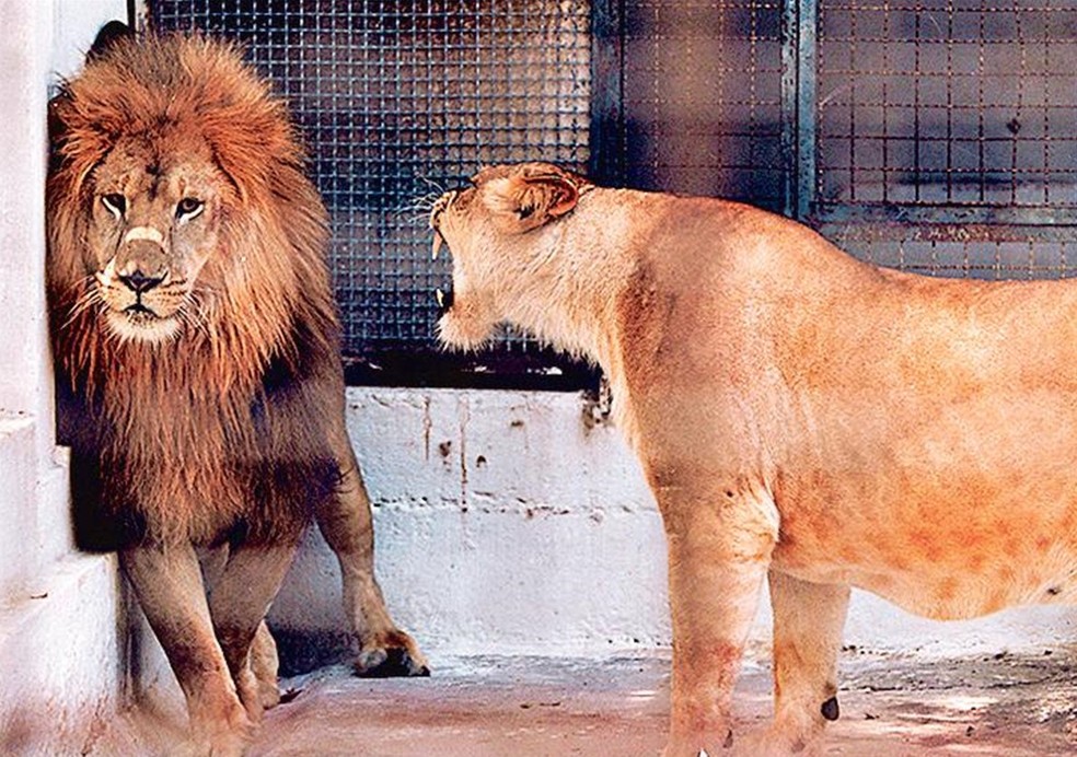 Leão leva 'bronca' após dar um rolê — Foto: Jorge William / 1994