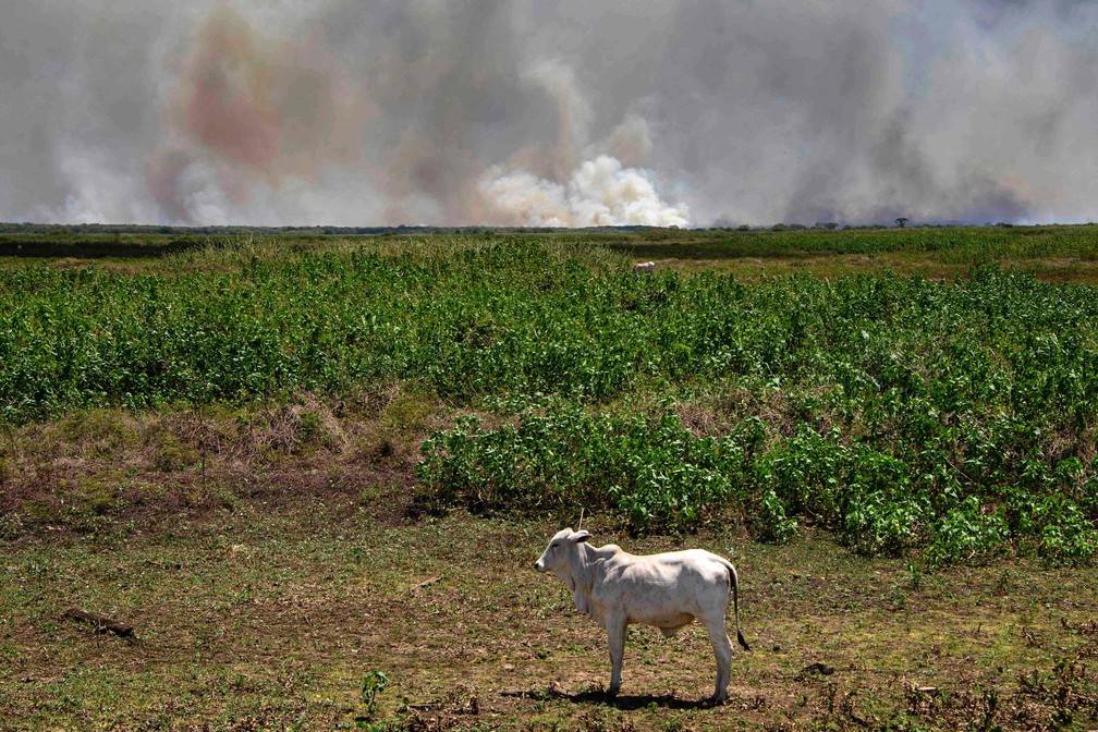 Incêndio de grandes proporções no Pantanal já matou diversos animais — Foto: Rogério Florentino/AFP