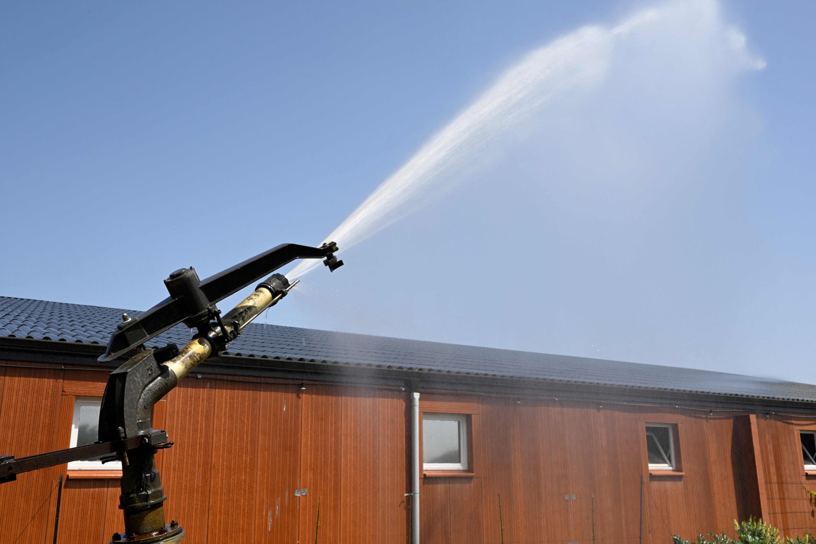 Fazenda utiliza jato de água para resfriar um chiqueiro em Kerfourn, oeste da França, devido às altas temperaturas. — Foto: DAMIEN MEYER/AFP