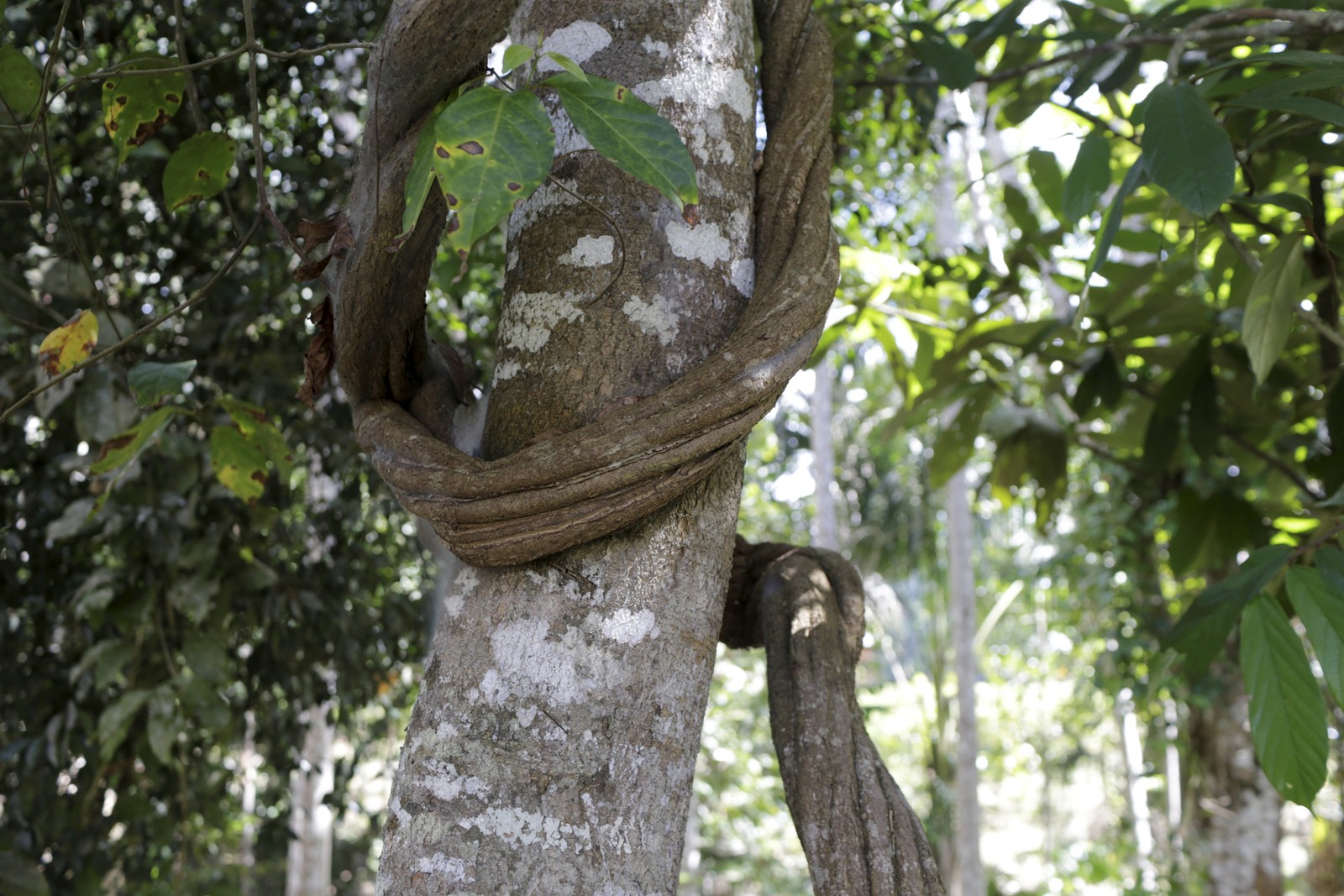 Cipó usado pelos ashaninkas na elaboração da kamarãpi  (hayahuasca) usada em cerimônia de concentração, limpeza e cura. — Foto: Domingos Peixoto / Agência O Globo