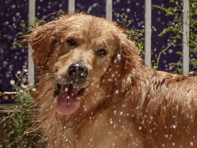 O cão Sol, da raça Golden Retriever, se refresca com banho de mangueira. — Foto: Paulo Moreira / Agência O Globo