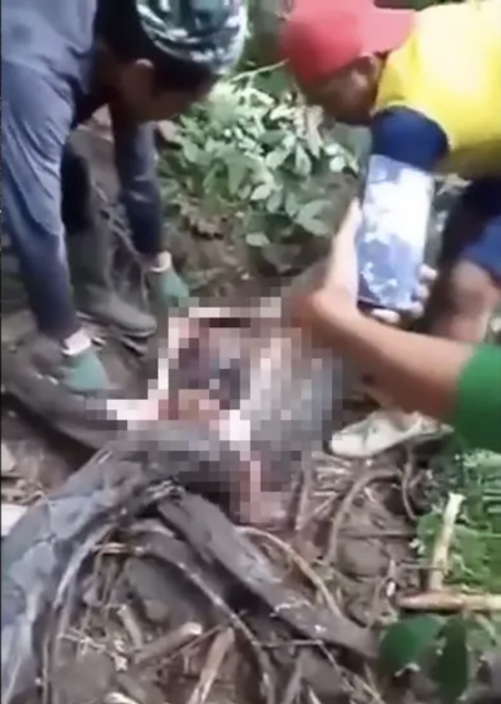 Mulher é morta ao ser engolida por píton de cinco metros na Indonésia — Foto: Reprodução/redes sociais