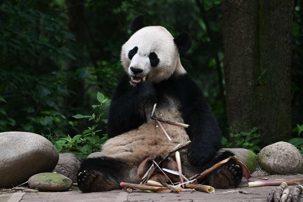 Panda Bei Bei — Foto: Pedro PARDO / AFP