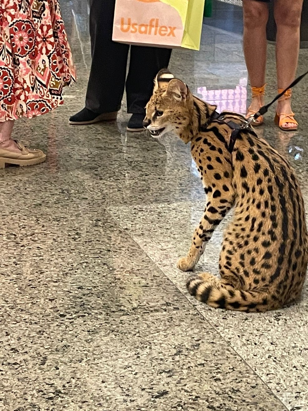 Aninal estava na coleira e acompanhado pelo seu dono — Foto: Foto do Leitor