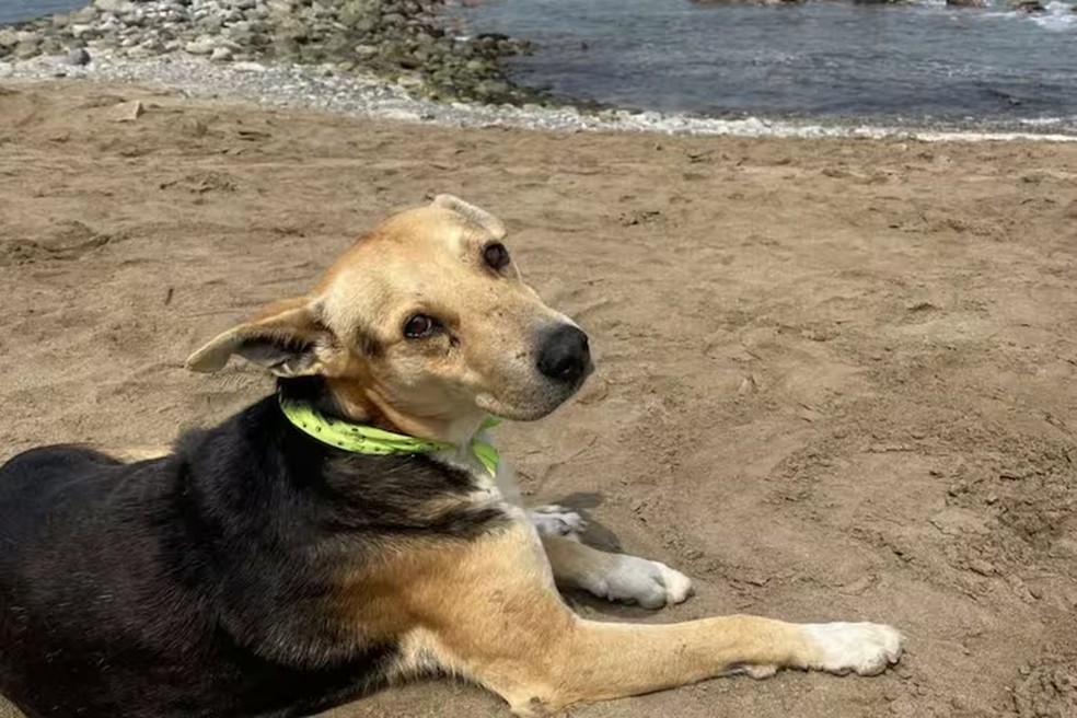 'Vaguito': conheça a história do cachorro que todos os dias espera o dono à beira-mar e será contada em filme — Foto: Reprodução