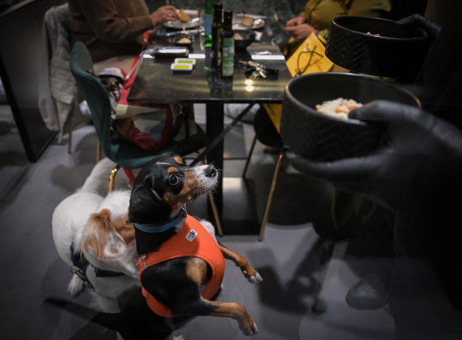 Restaurante Fiuto recebe até 15 cães no fim de semana — Foto: TIZIANA FABI / AFP