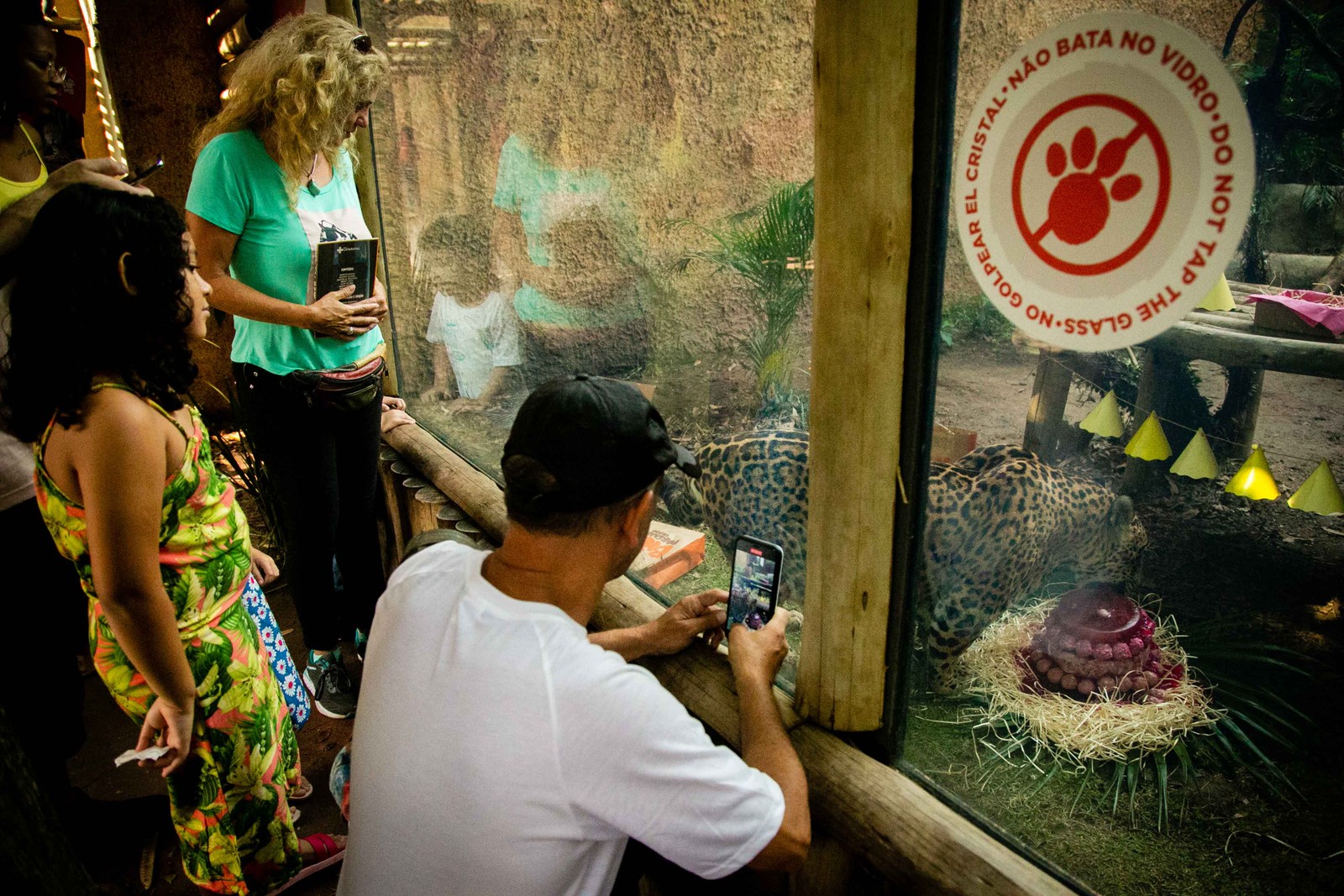 Visitantes no BioParque aproveitam o momento para fazer registros da onça  — Foto: Rebecca Alves/ Agência O Globo