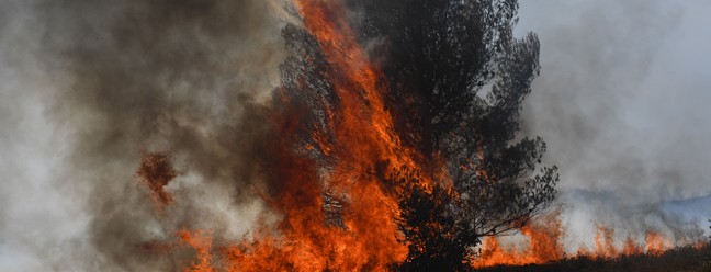 Chamas avançam sobre árvore em Tarascon, sudeste da França — Foto: CLEMENT MAHOUDEAU / AFP