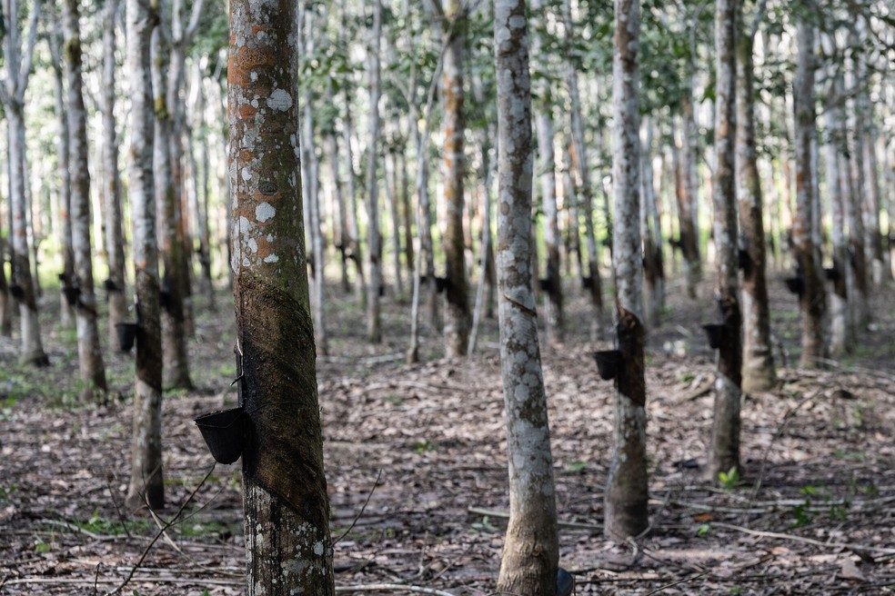 Seringal, de onde vem a matéria-prima para borracha: lei da UE vai exigir rastreabilidade — Foto: Bloomberg