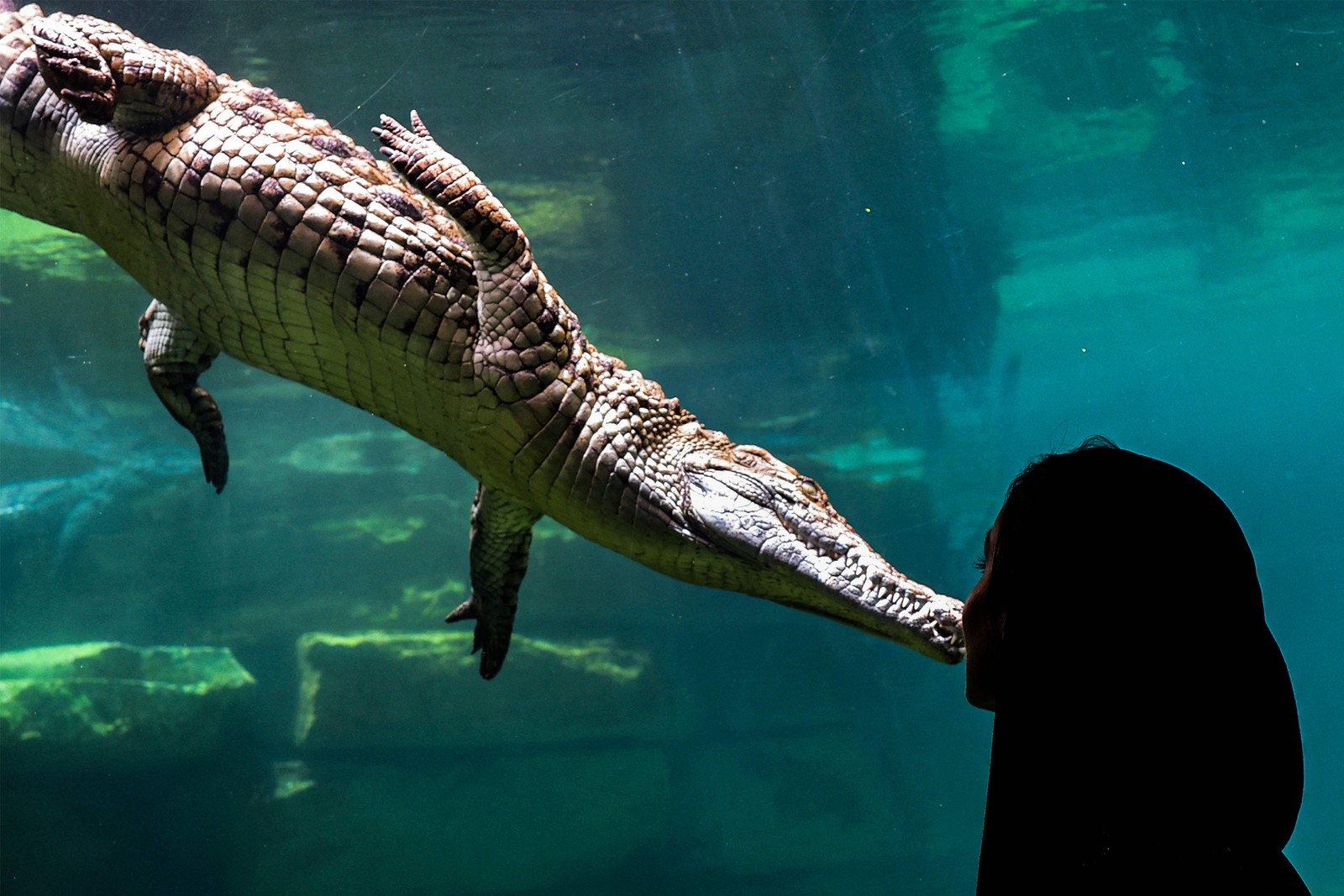 Recém-aberto nos Emirados Árabes Unidos, o Dubai Crocodile Park reúne 250 crocodilos-do-nilo, um dos principais predadores da África — Foto: Giuseppe Cacace / AFP