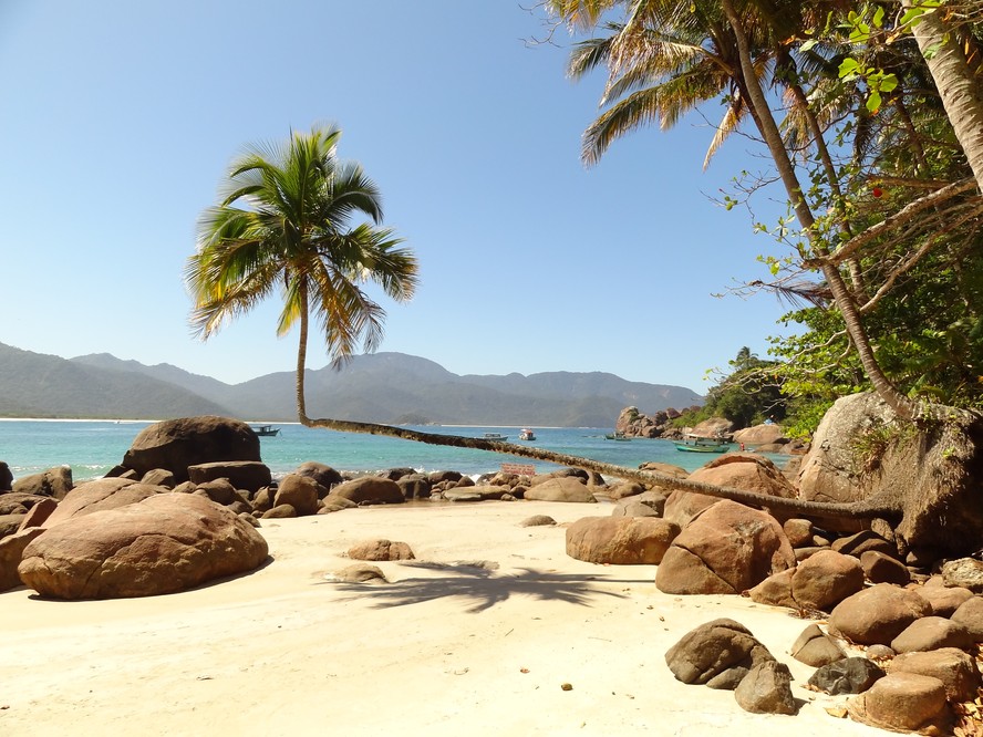 O famoso coqueiro com tronco em 90 graus da Praia do Aventureiro, na Ilha Grande, litoral sul do Estado do Rio
