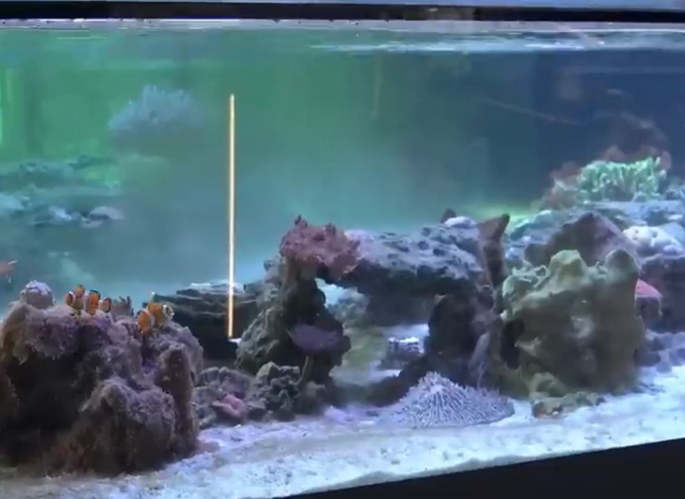 Aquário de corais com peixes “Nemo 1” e “Nemo 2” — Foto: Reprodução