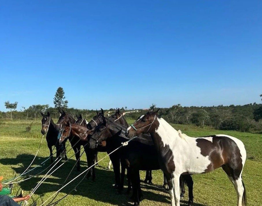 Haras de Mauricio Mattar, em Minas Gerais