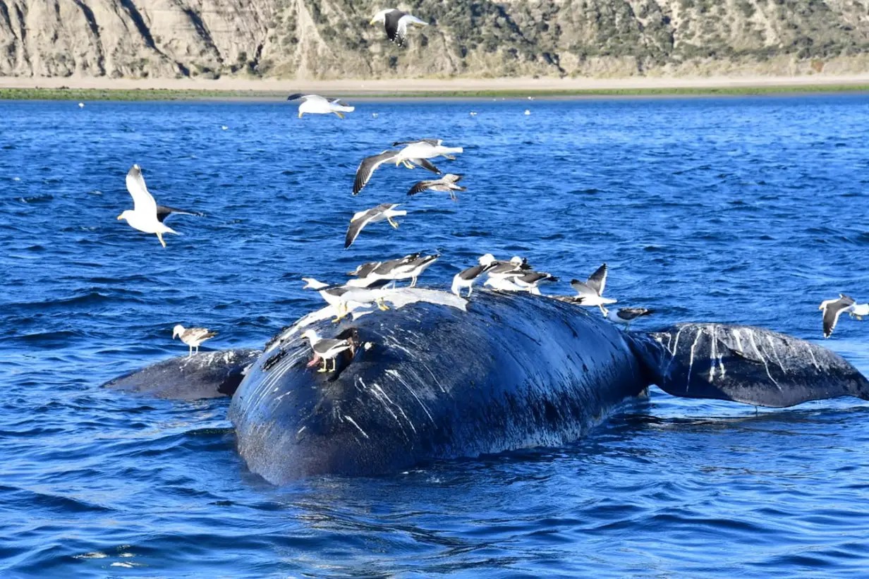 Aves atacam balei — Foto: La Nacion