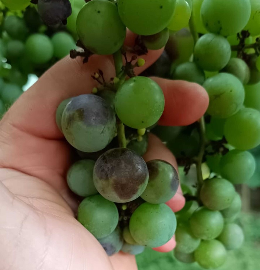 O excesso de umidade afeta a formação das uvas: previsão de redução da colheita em até 40%. Na foto, Uvas da propriedade de Odair Molon em Flores da Cunha (RS)
