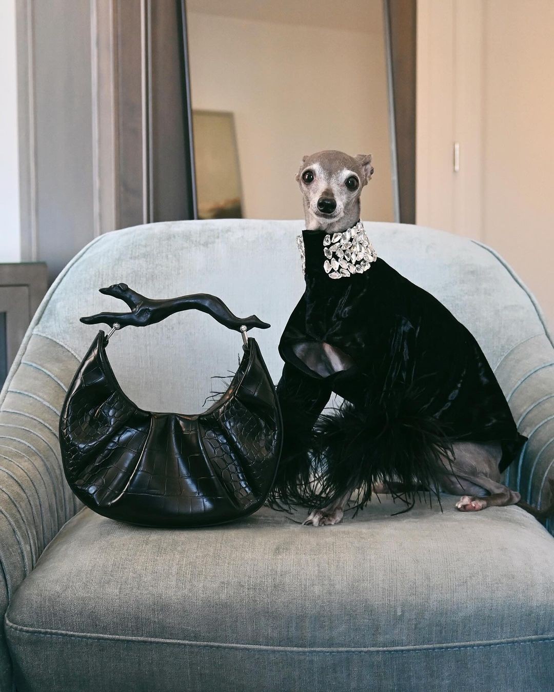 Conheça Tika the Iggy, pet influenciadora de moda que é queridinha da internet — Foto: Reprodução @tikatheiggy
