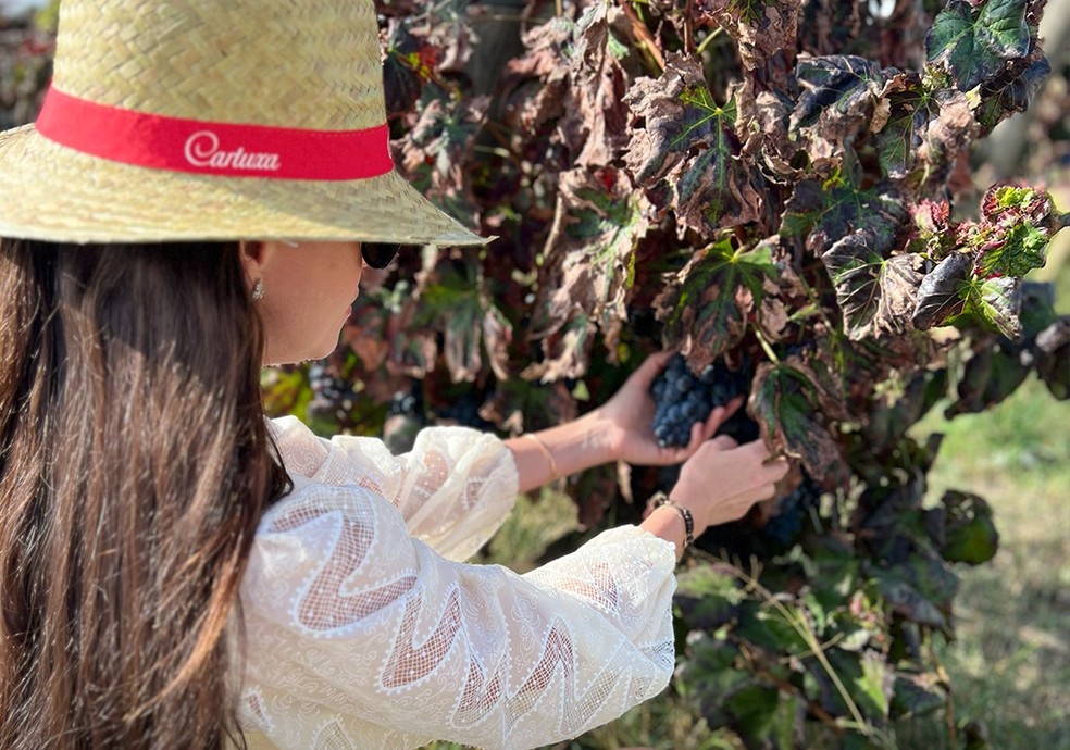 Vindima na Cartuxa: visitantes podem participar da colheita das uvas no verão — Foto: Divulgação