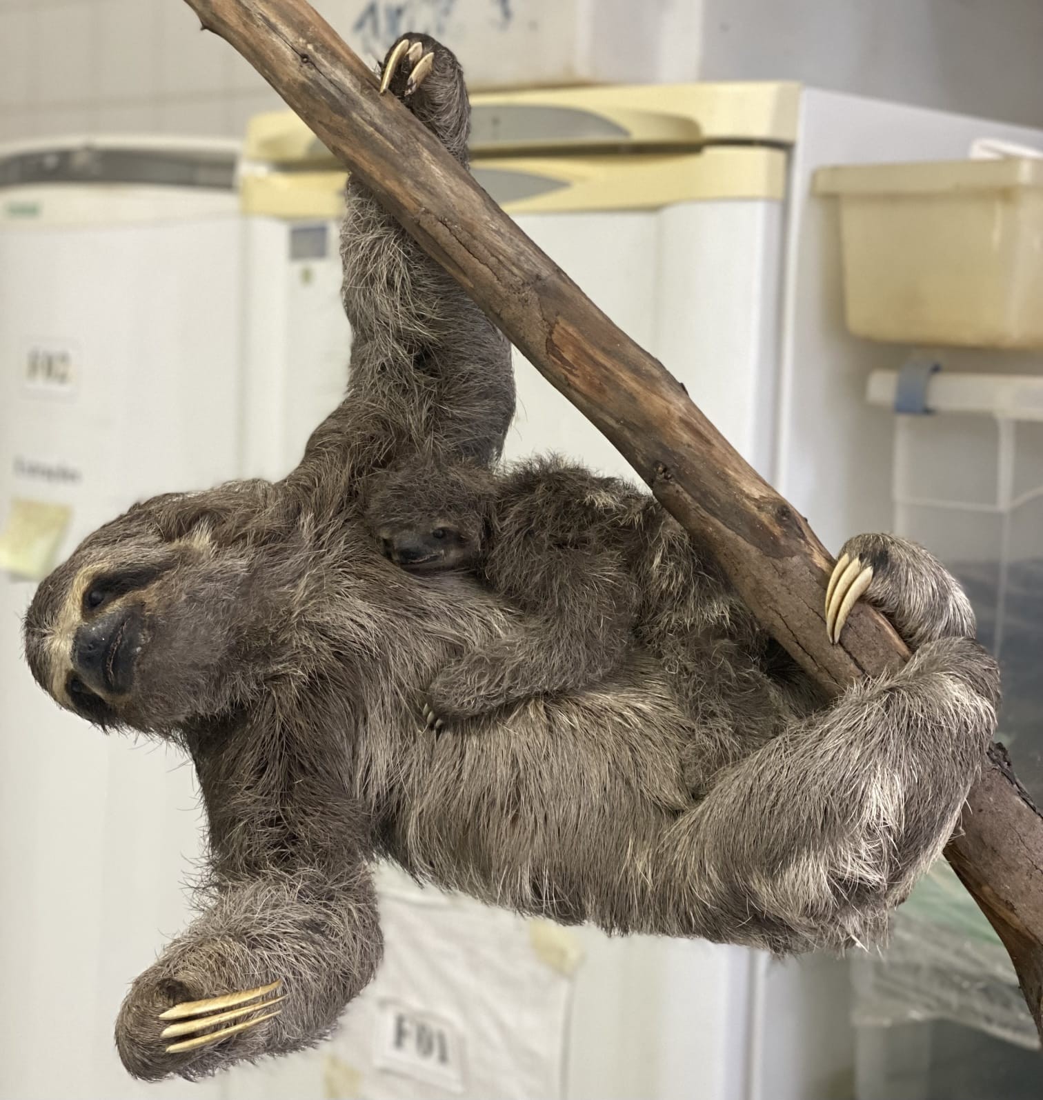 Novos acervos do Museu Nacional - Bicho preguiça taxidermizado doado por Cecília Bueno/Concer. Foto: Cecília Bueno /Divulgação