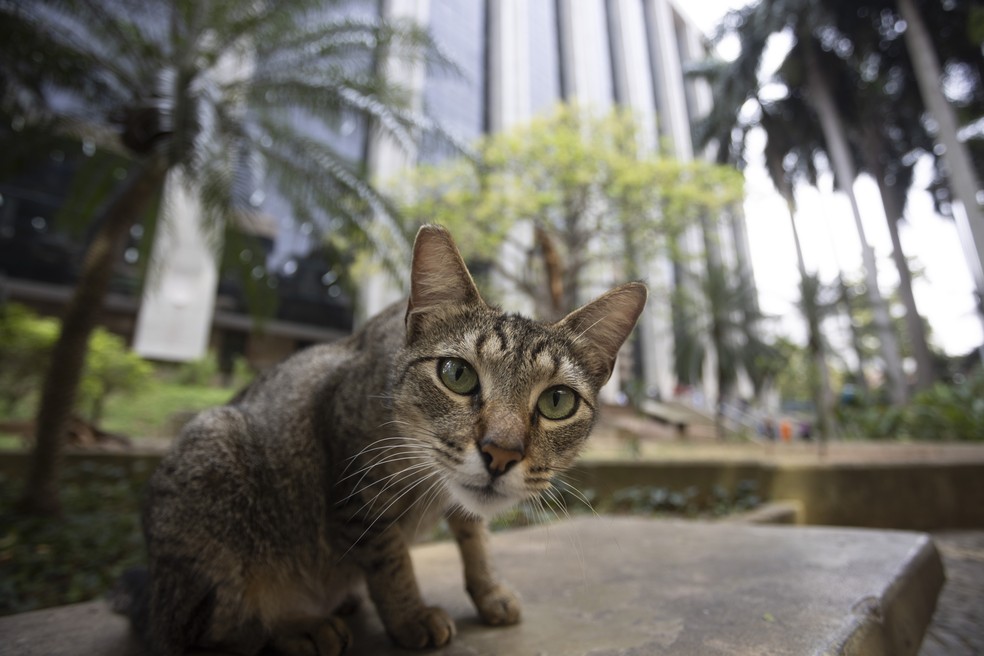 Gatinho no entorno da sede da prefeitura do Rio: grupos de felinos recebem cuidados dos servidores do municípío — Foto: Márcia Foletto