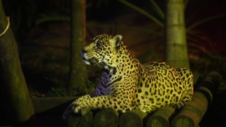 Onça, leão, girafas, elefantes, cobras e outros animais podem ser visitados durante o tour noturno  — Foto: Maria Isabel Oliveira